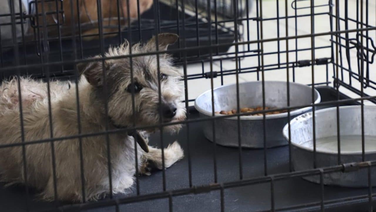 Desde el Congreso proponen crear Fiscalía de Bienestar Animal con unidades regionales