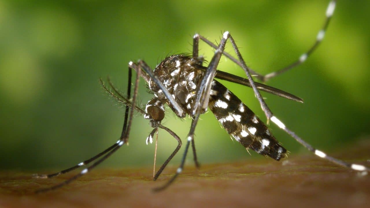 muertes_dengue_mexico Alerta sanitaria: suben a 48 las muertes por dengue en México