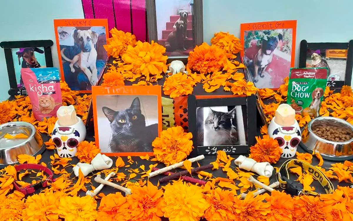 Ofrendas para mascotas en Día de Muertos: fecha y elementos esenciales
