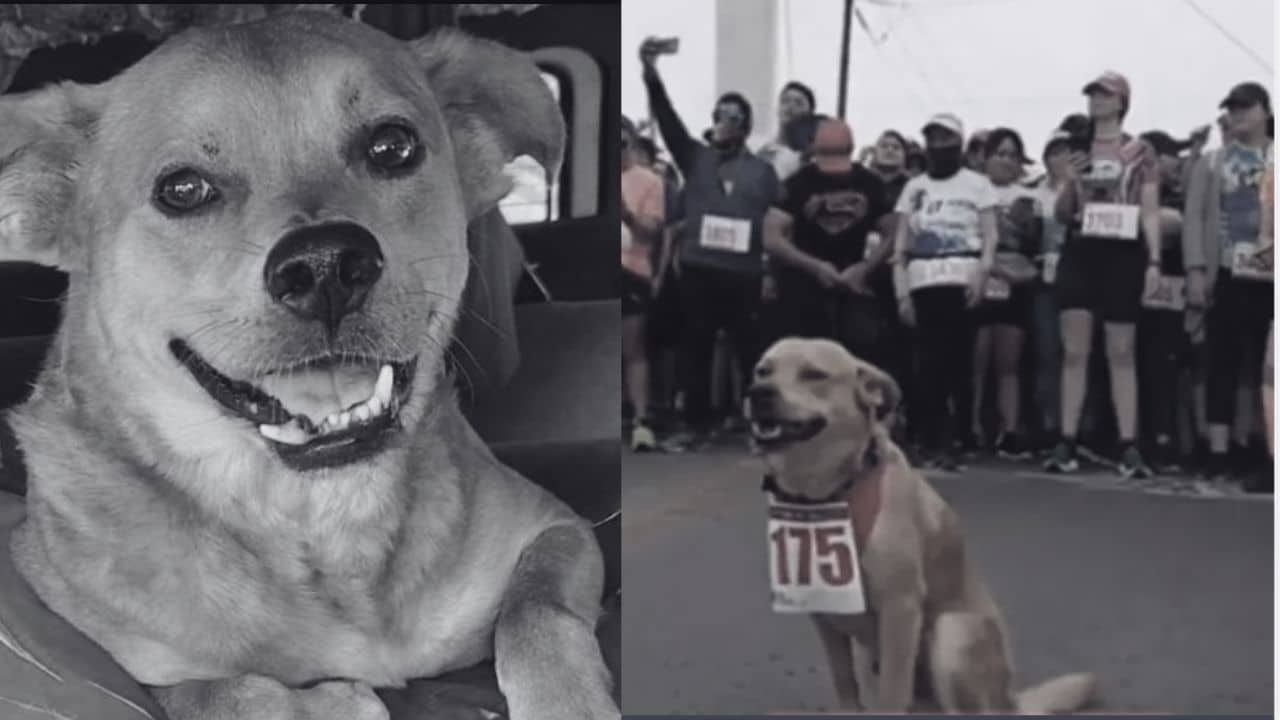 Indignación en Tijuana: muere envenenado “Chicles”, perro maratonista