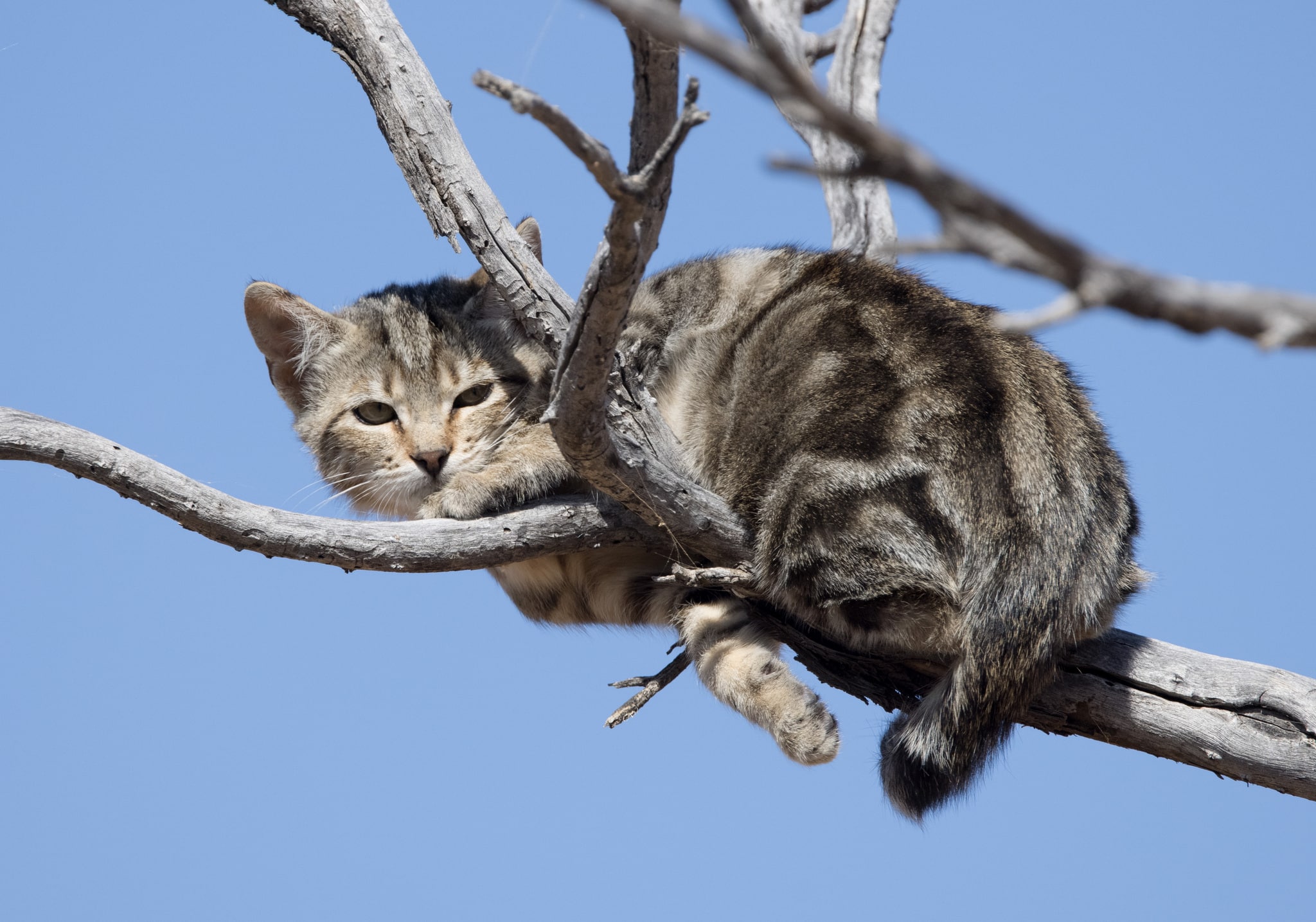 Aparición del gato doméstico en Europa: nuevo origen revelado