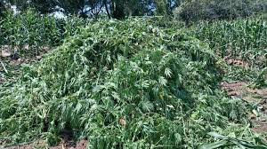 Aseguran 15 mil plantas de marihuana en el municipio de Tequila