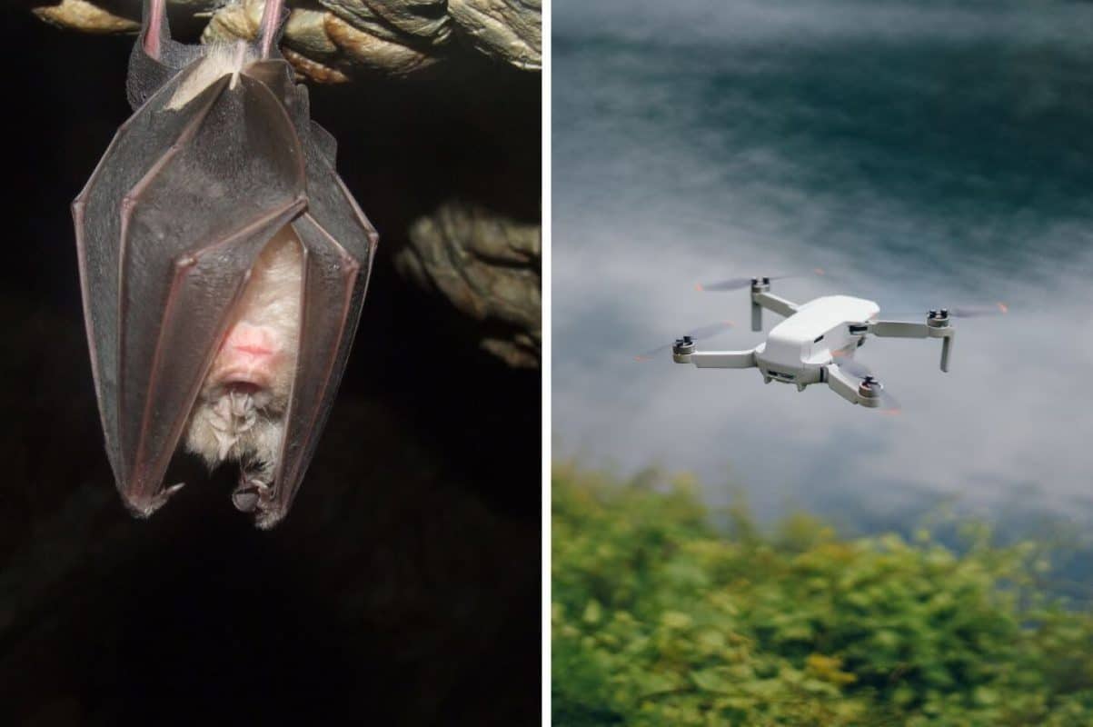 Drones inspirados en murciélagos podrían revolucionar misiones de rescate Drones inspirados en murciélagos podrían revolucionar misiones de rescate