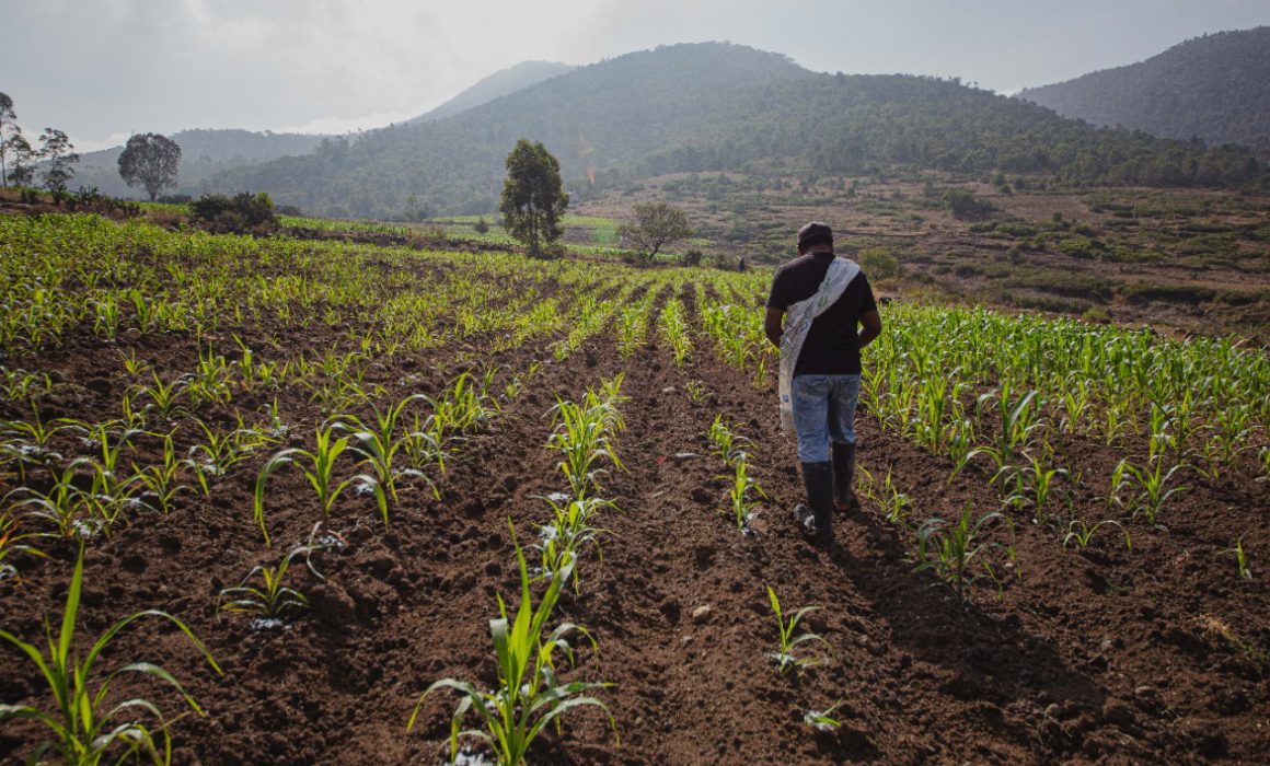 Productores del campo impulsan la economía rural en México