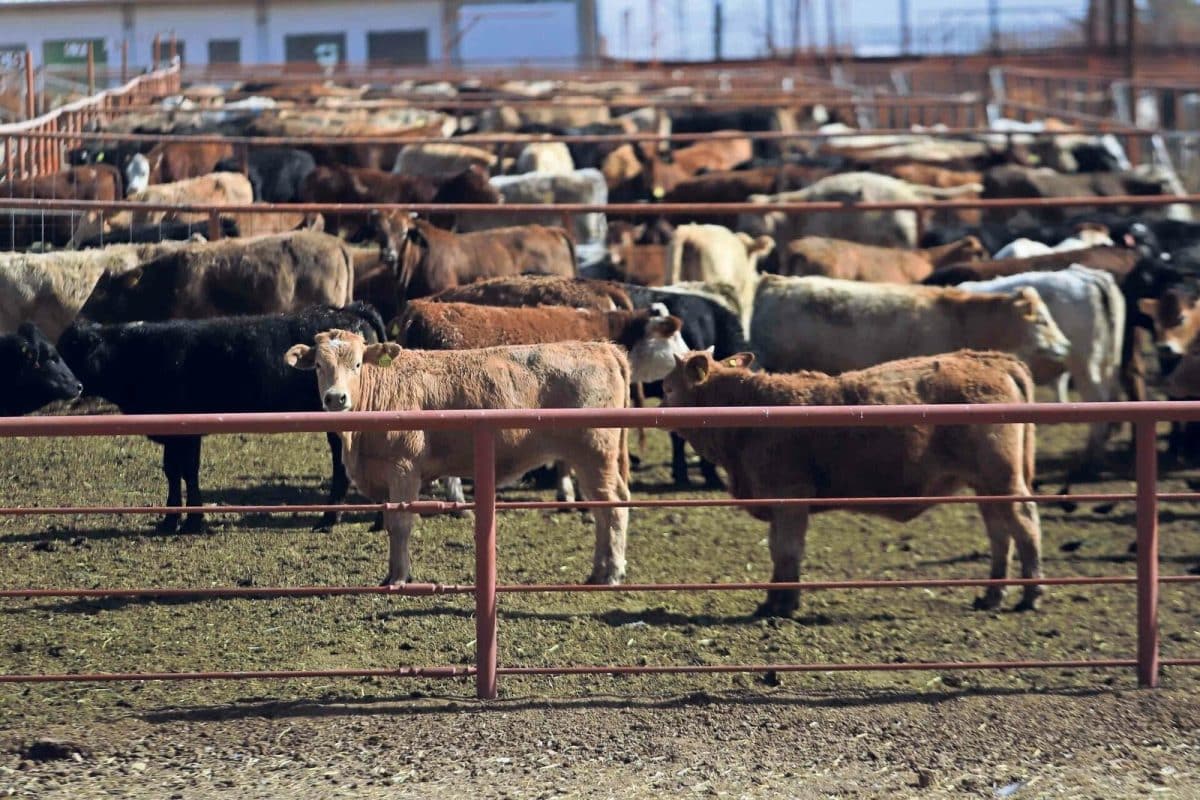 Sheinbaum: sin fecha para reabrir frontera ganadera con Estados Unidos
