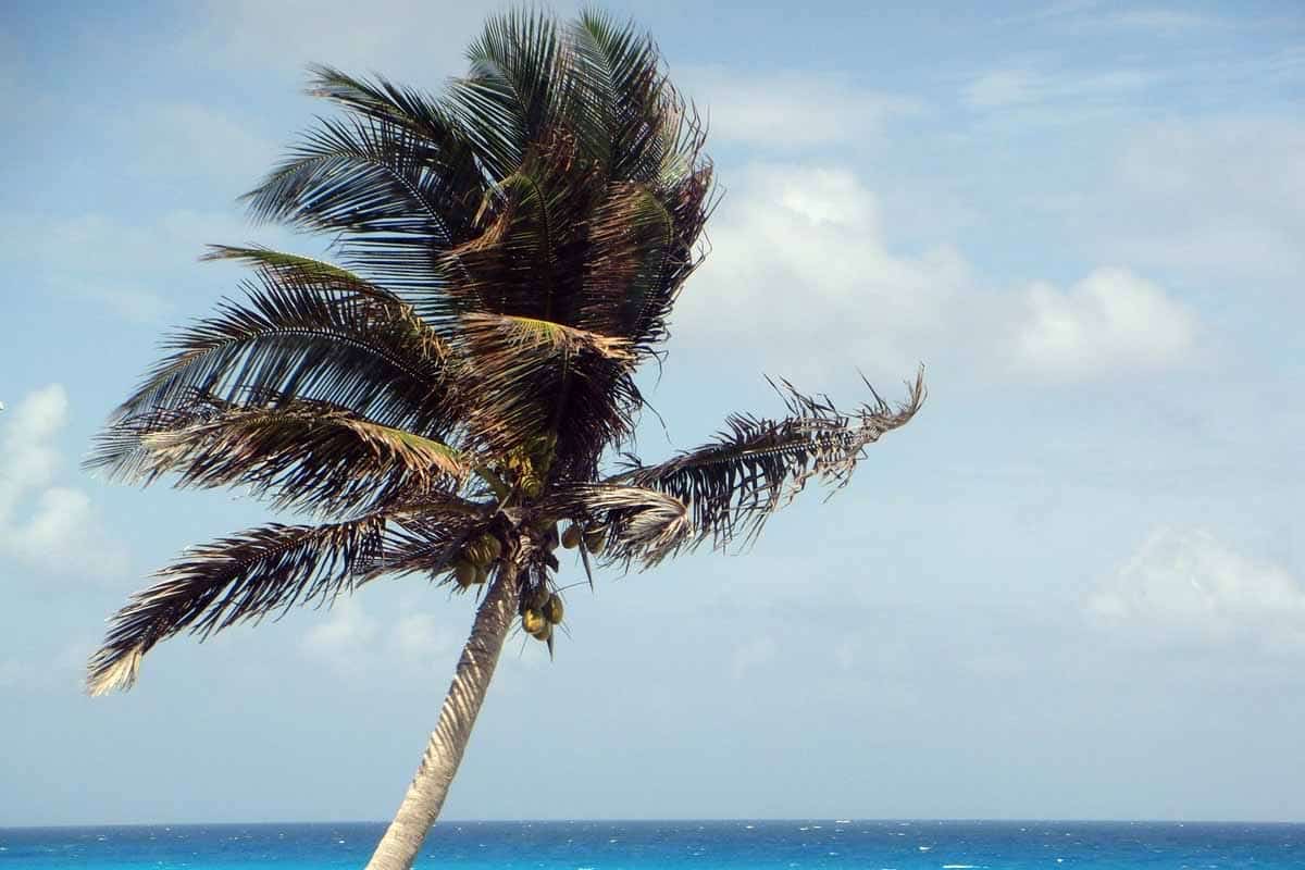 Todo lo que debes saber antes de viajar a Cancún: guía completa