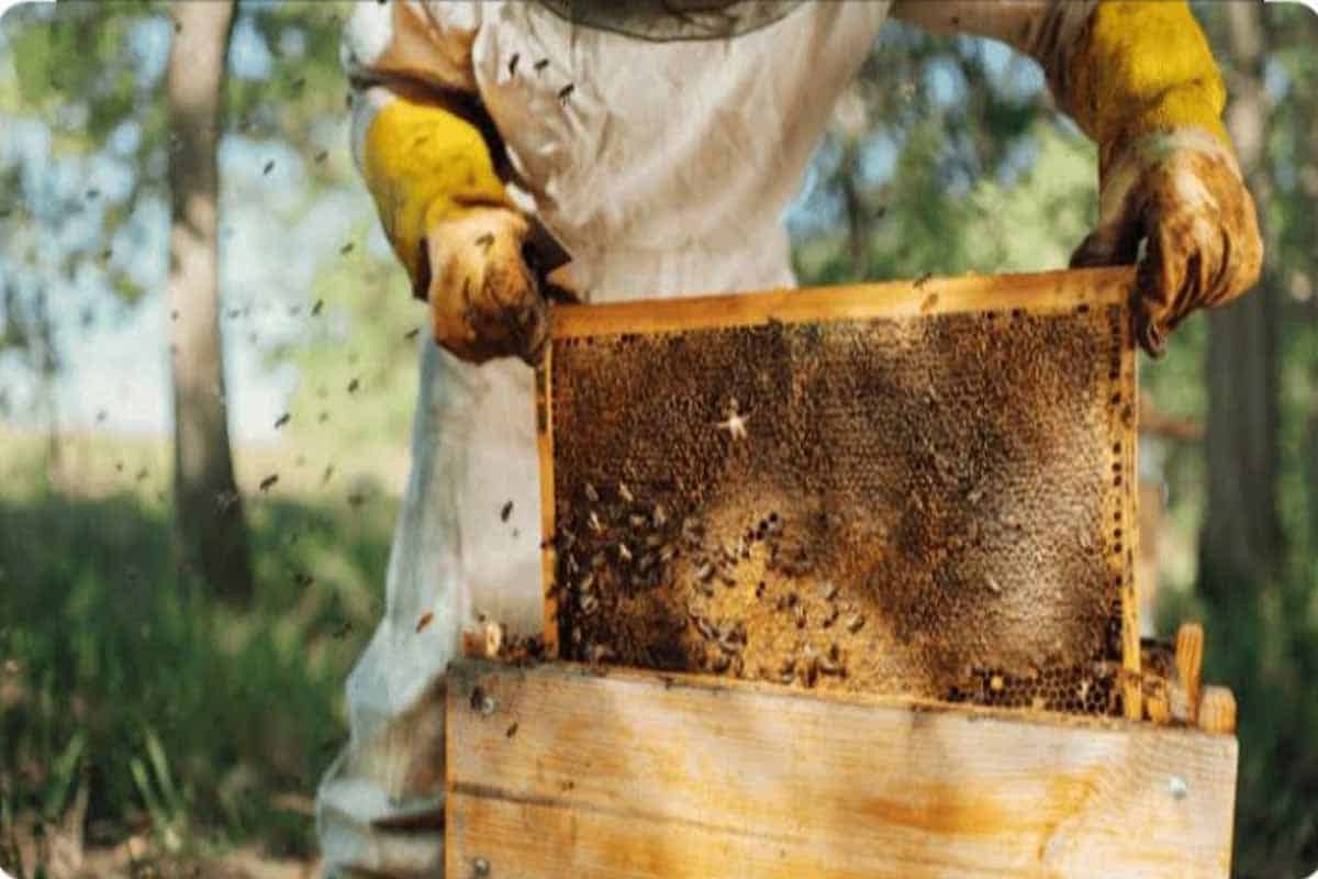 Yucatán aprueba castigos más duros y protege a ganaderos y apicultores