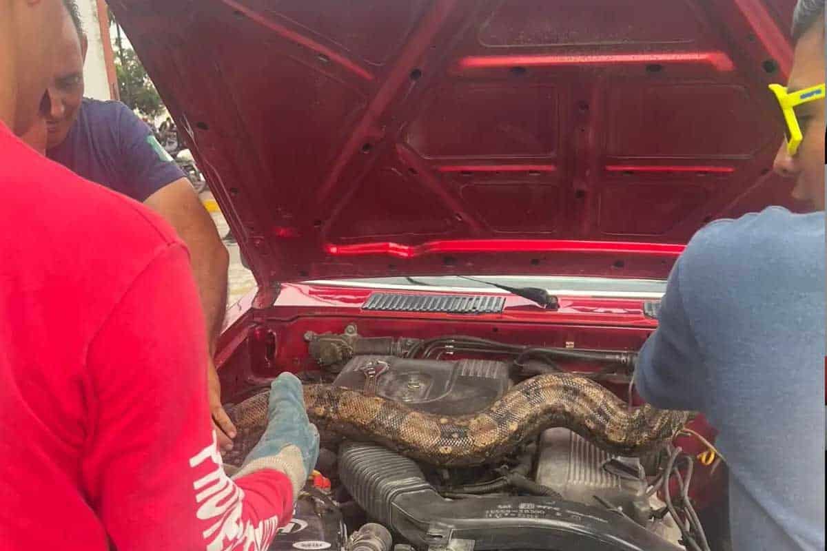 Bomberos rescatan boa en motor con una acción extraordinaria Bomberos rescatan boa en motor con una acción extraordinaria