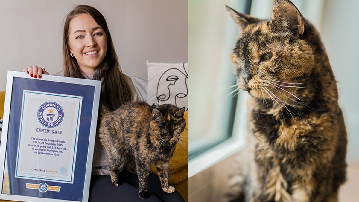 El cumpleaños de Flossie la gata más vieja del mundo, cumple 30 años