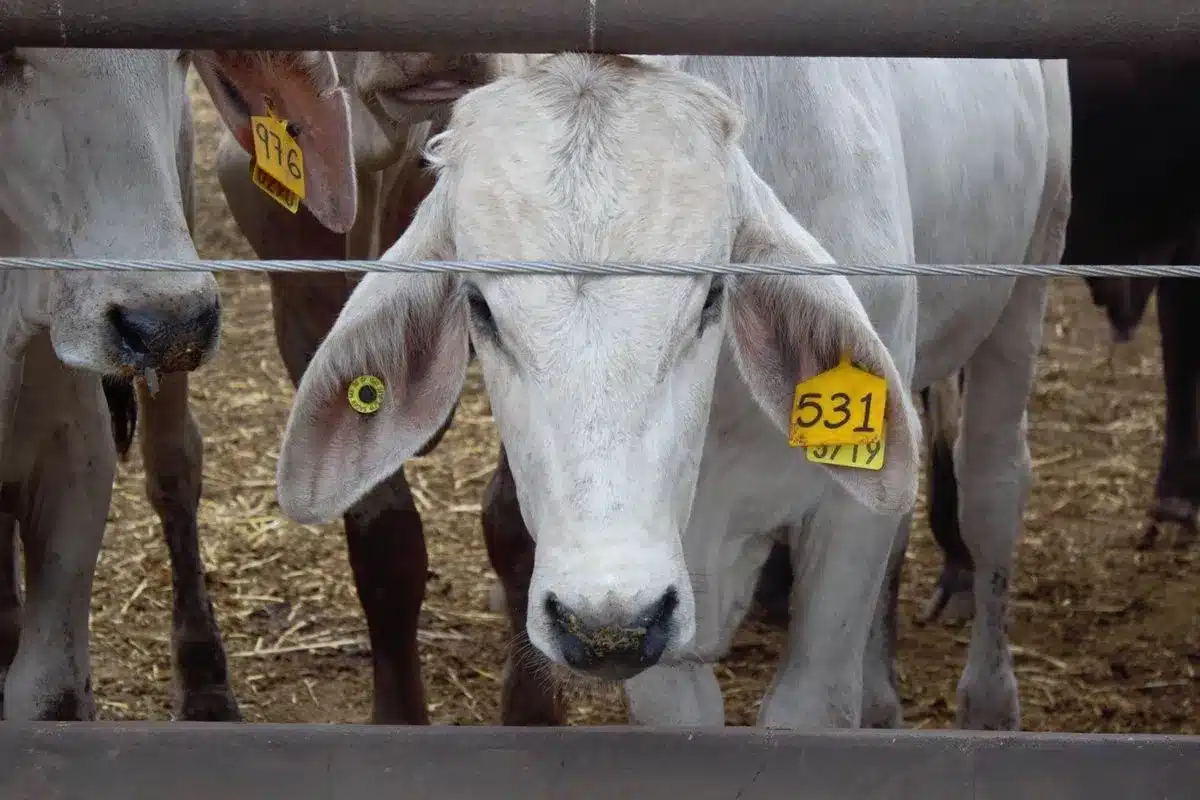 Exportación ganadera se desploma en Nuevo Laredo por cierre fronterizo