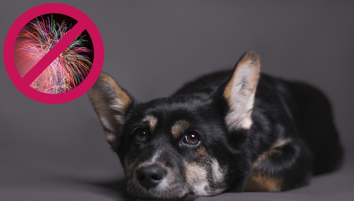 Protege a tu perro de la pirotecnia- guía esencial para estas fiestas Protege a tu perro de la pirotecnia: guía esencial para estas fiestas