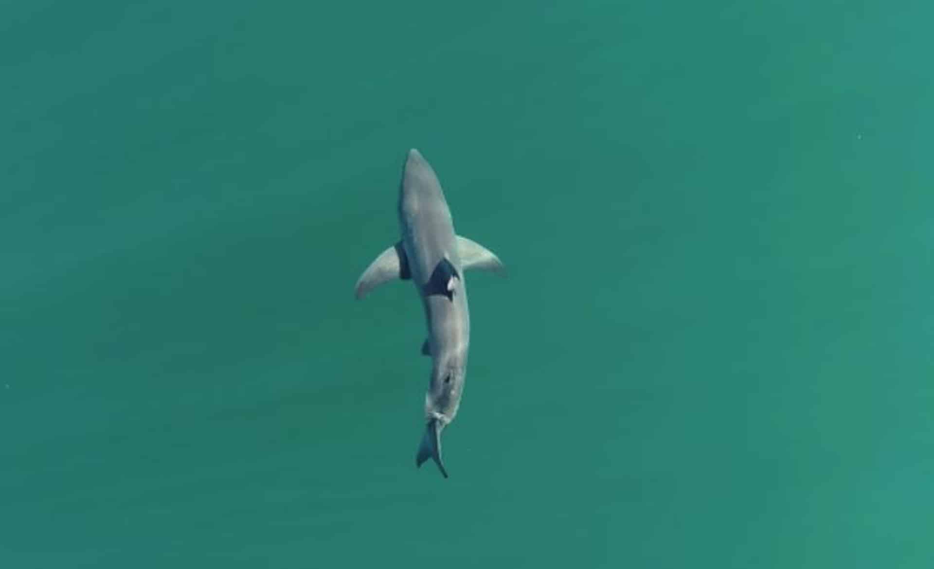 Tiburón blanco juvenil Triatleta devorada por tiburones: Confirman hallazgo de cuerpo en California