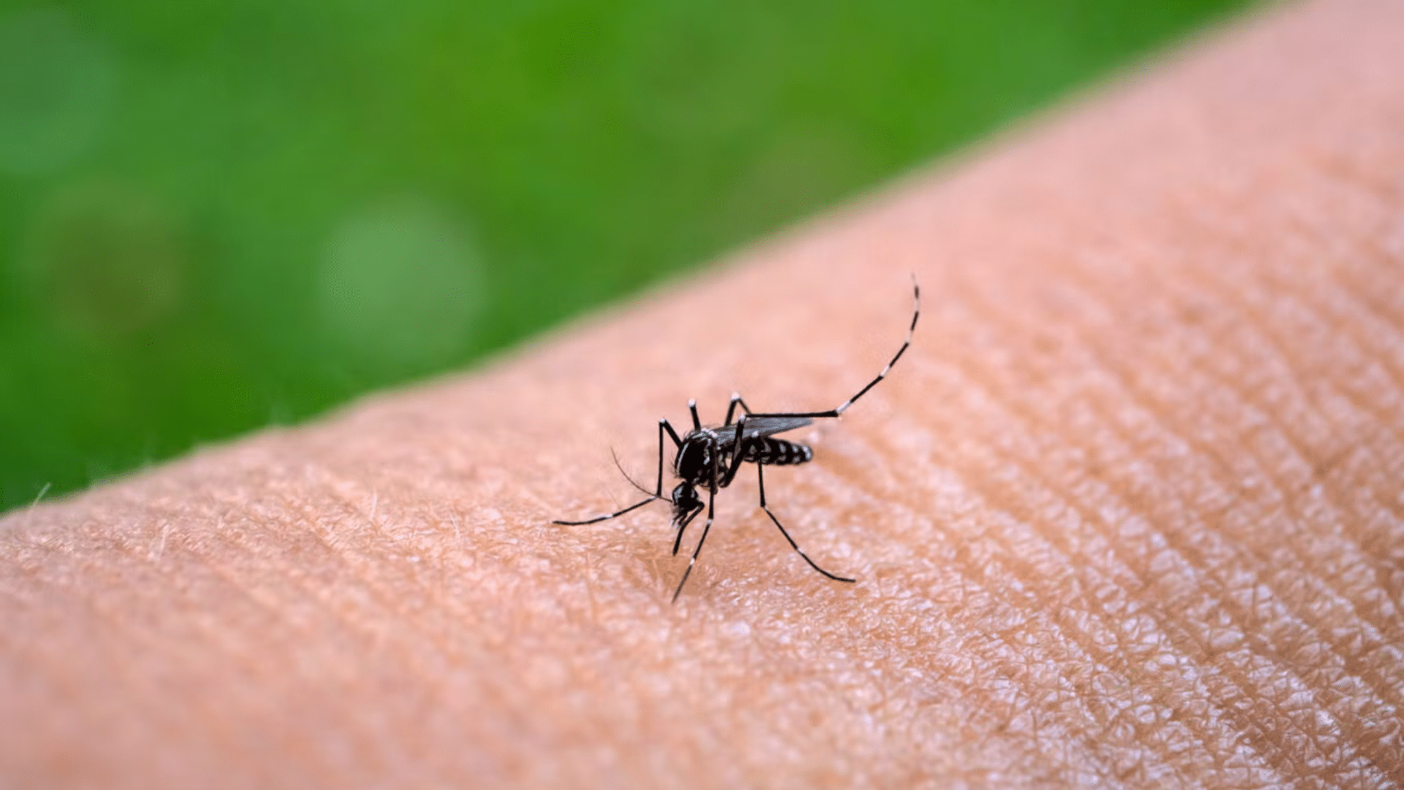 Quintana Roo suma nuevo caso de chikungunya Quintana Roo suma nuevo caso de chikungunya