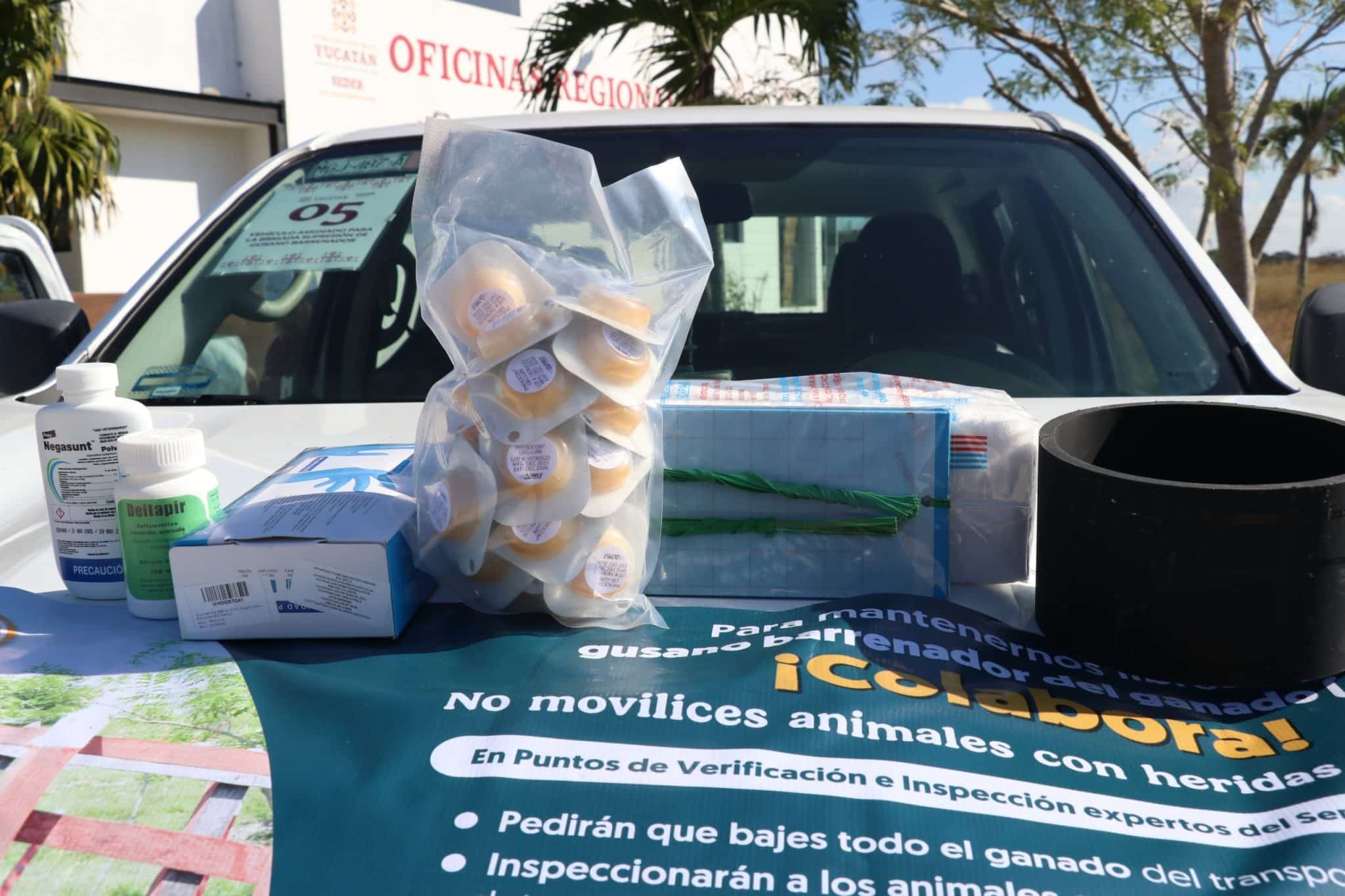 Arranca plan piloto contra gusano barrenador en Yucatán