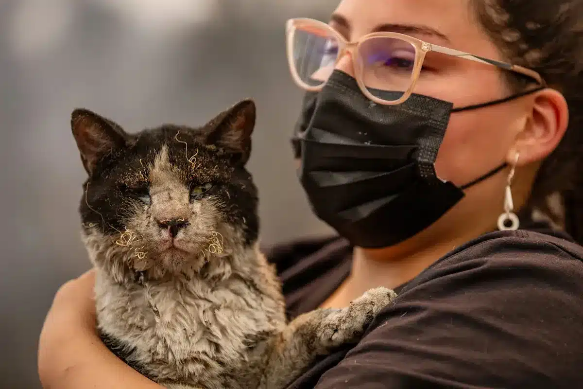 Animales heridos por incendios la clínica móvil que salva vidas Animales heridos por incendios: la clínica móvil que salva vidas