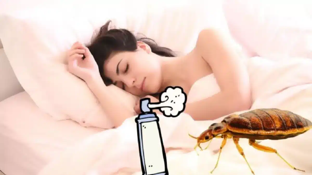 Guía definitiva para eliminar y prevenir las chinches en casa