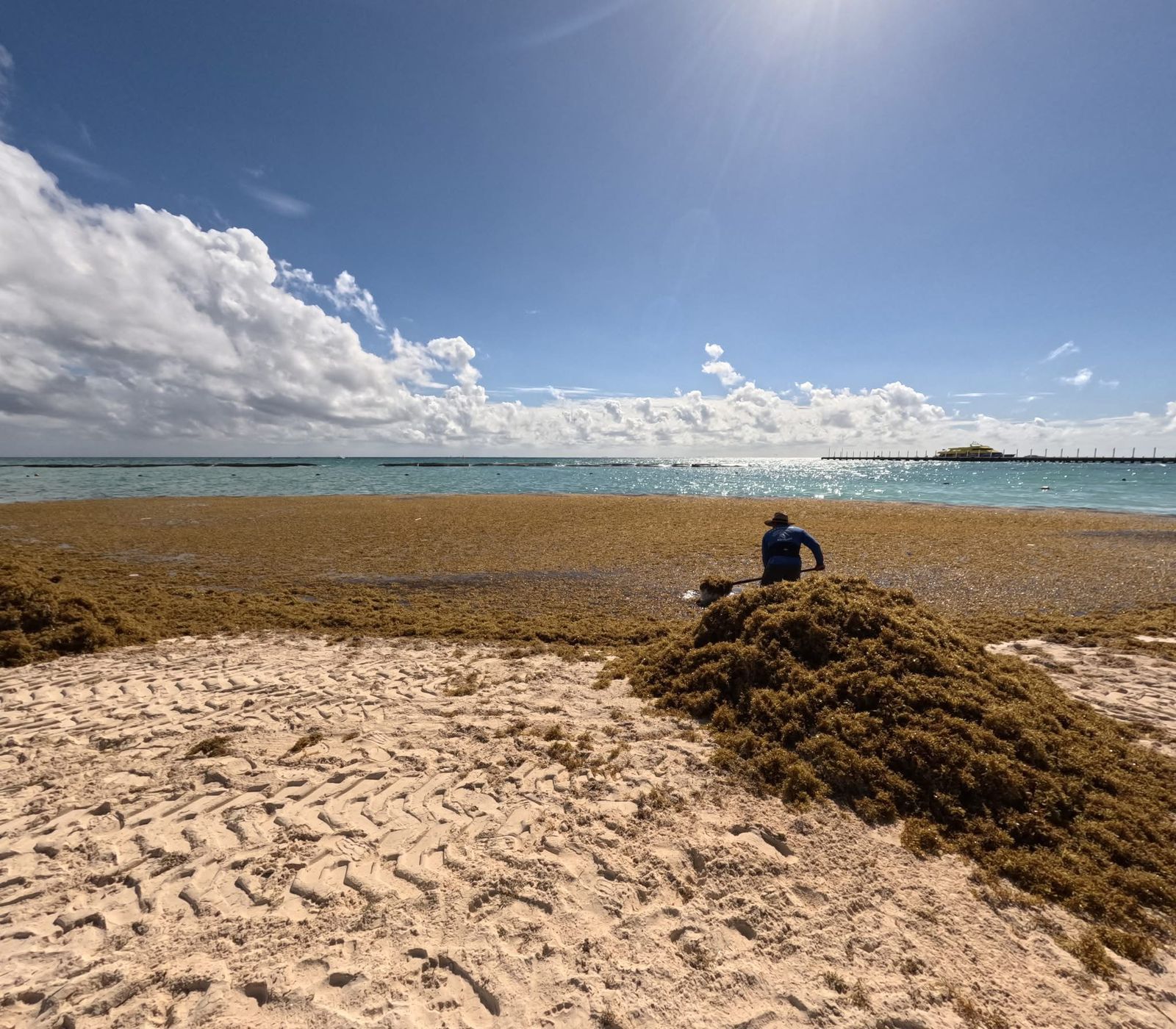 Los tres niveles de gobierno buscan contener sargazo desde el mar para evitar impactos al turismo en 2026.