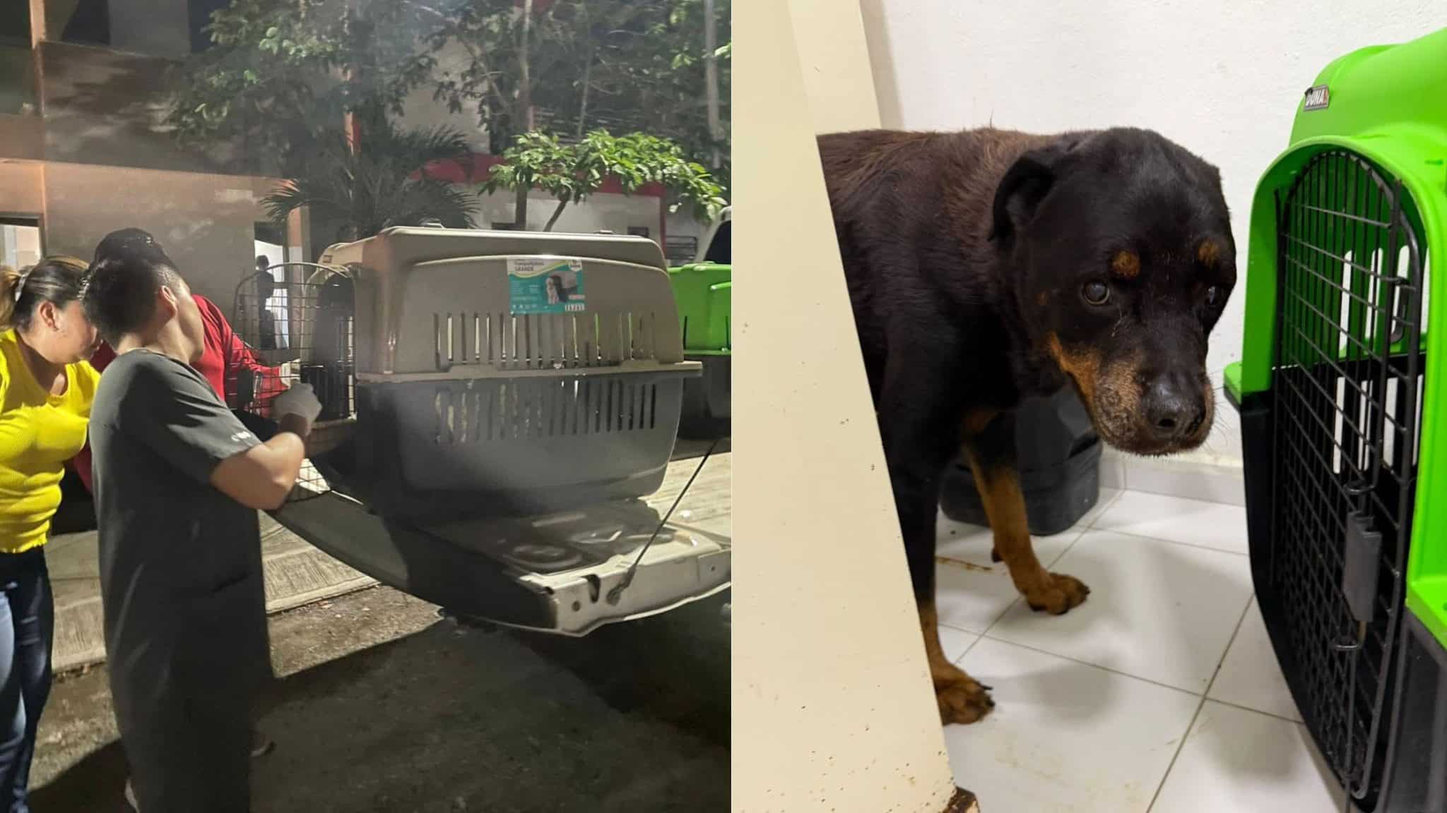 Rescatan a dos perros en otro caso de crueldad animal