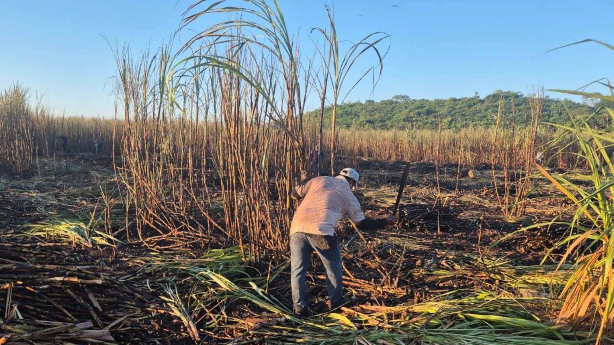 Inicia la zafra en Quintana Roo con meta de superar el millón de toneladas Inicia la zafra en Quintana Roo con meta de superar el millón de toneladas