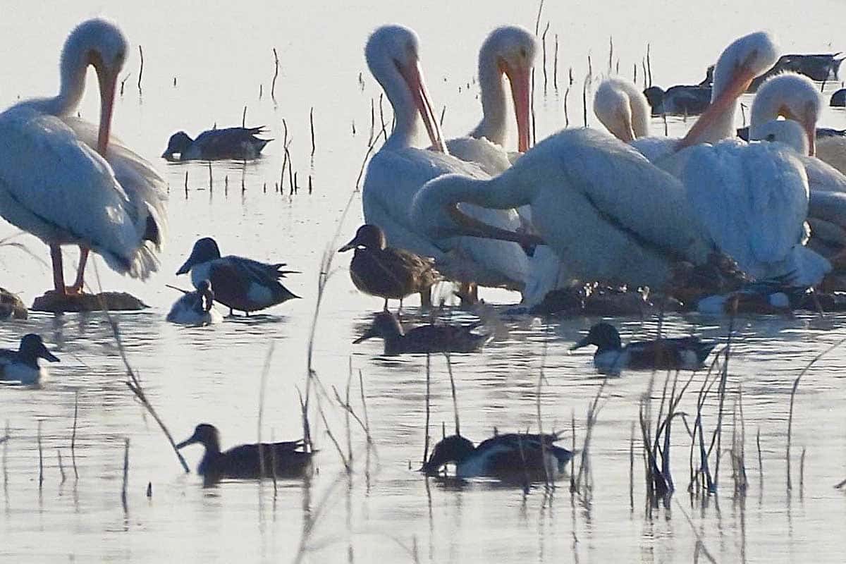 Pelícanos blancos protagonizan increíble regreso a Texcoco