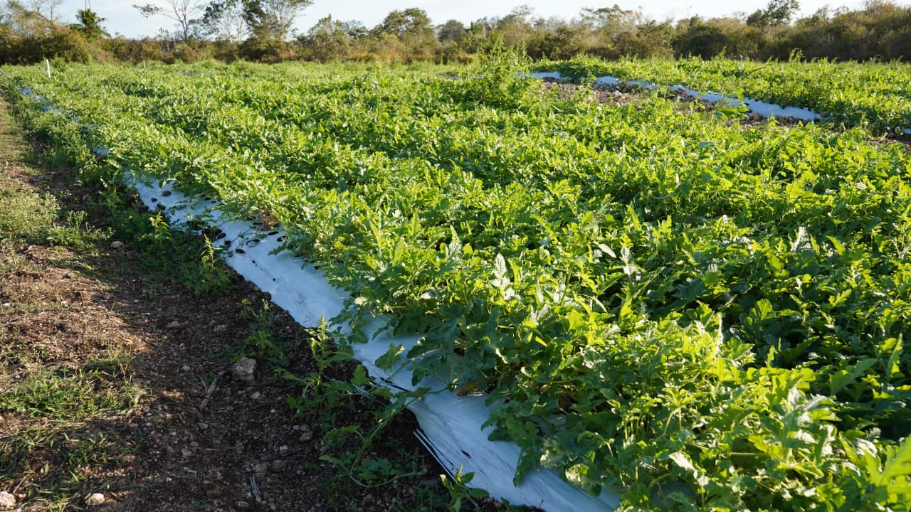 Mecanización impulsa producción agrícola en Tizimín
