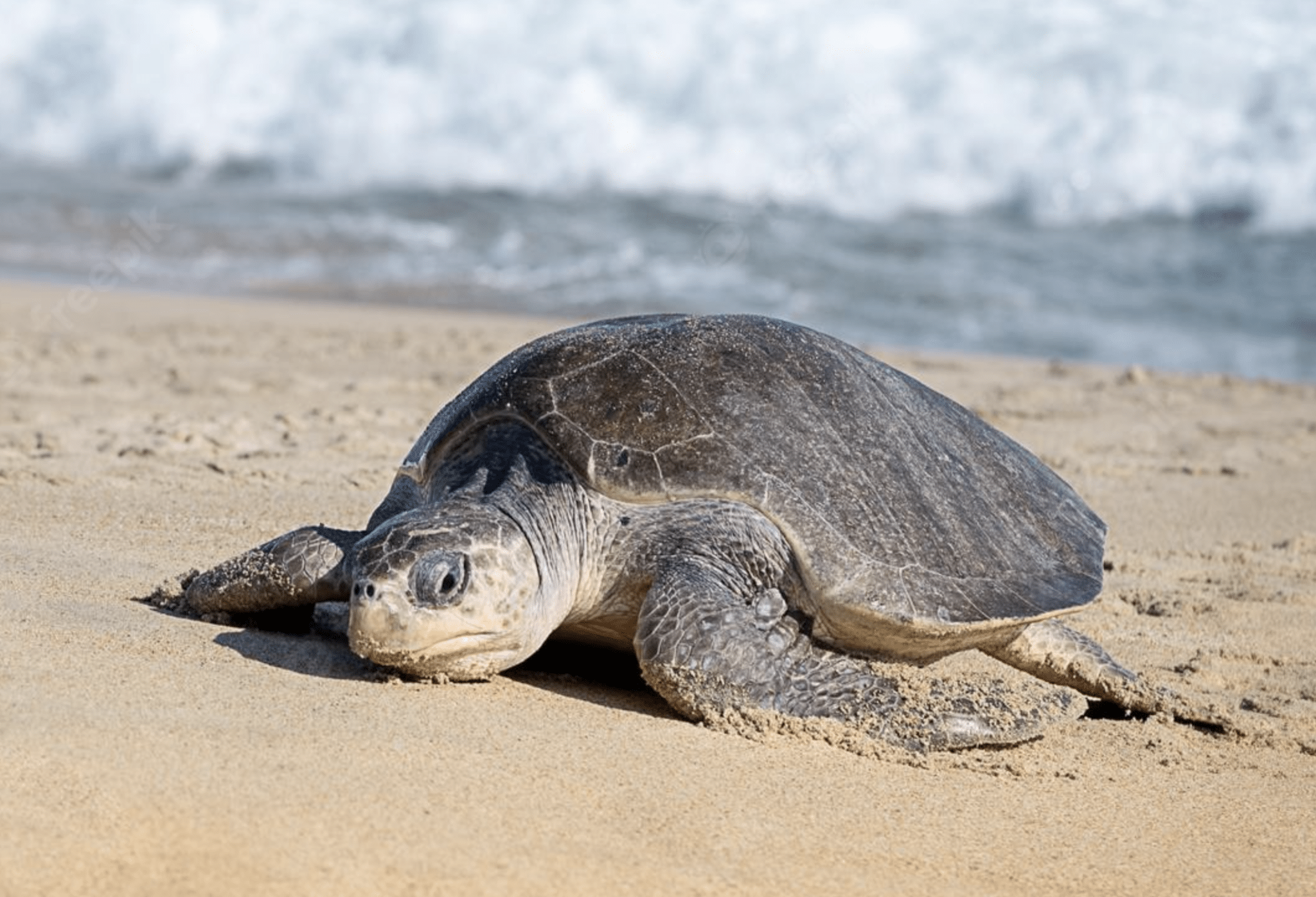 Inicia temporada de anidación de tortugas en Yucatán