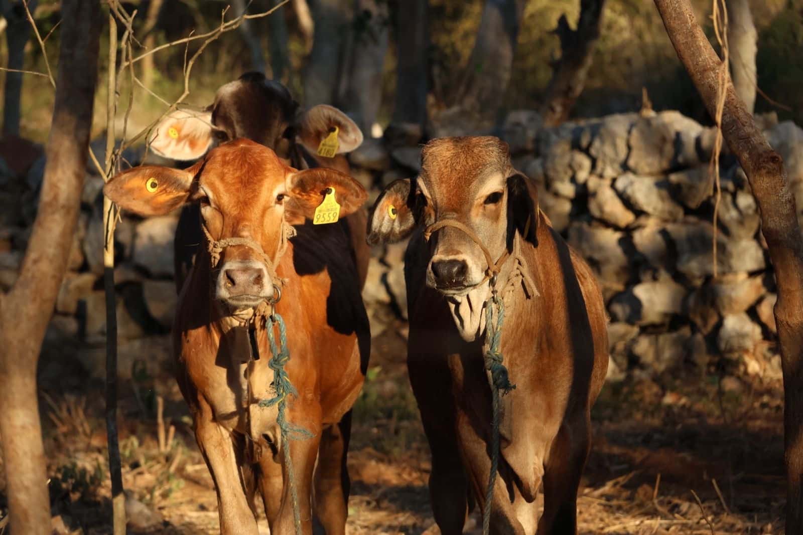 Suman 22 nuevos casos de gusano barrenador en Yucatán