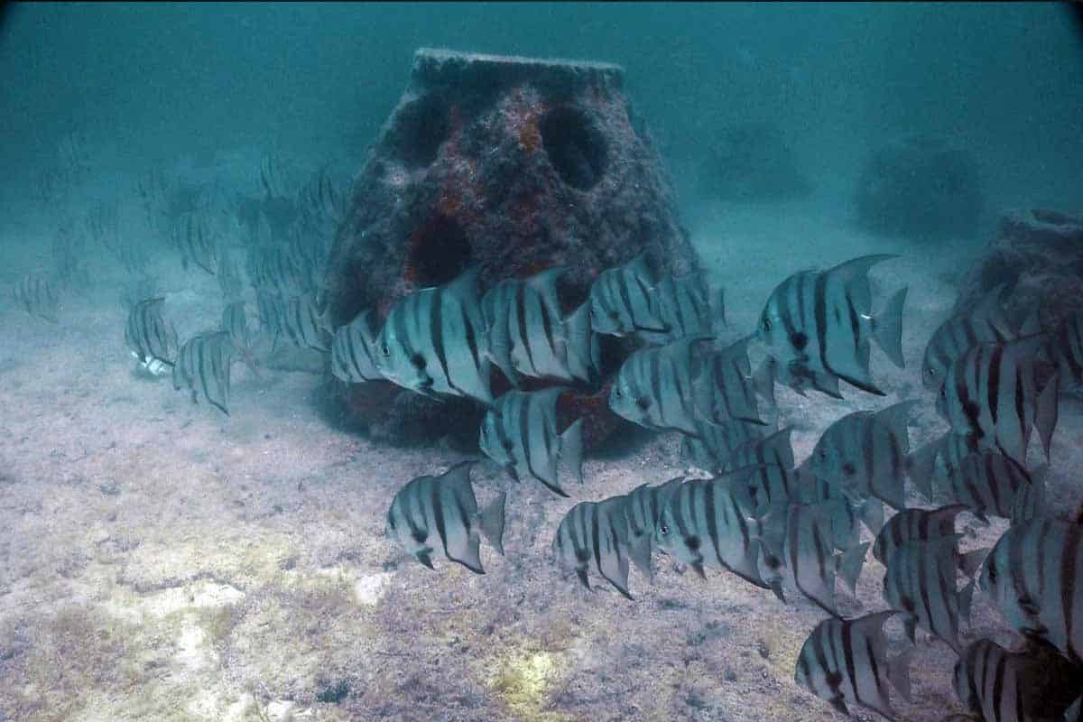 Arrecifes artificiales transforman la costa yucateca Arrecifes artificiales transforman la costa yucateca