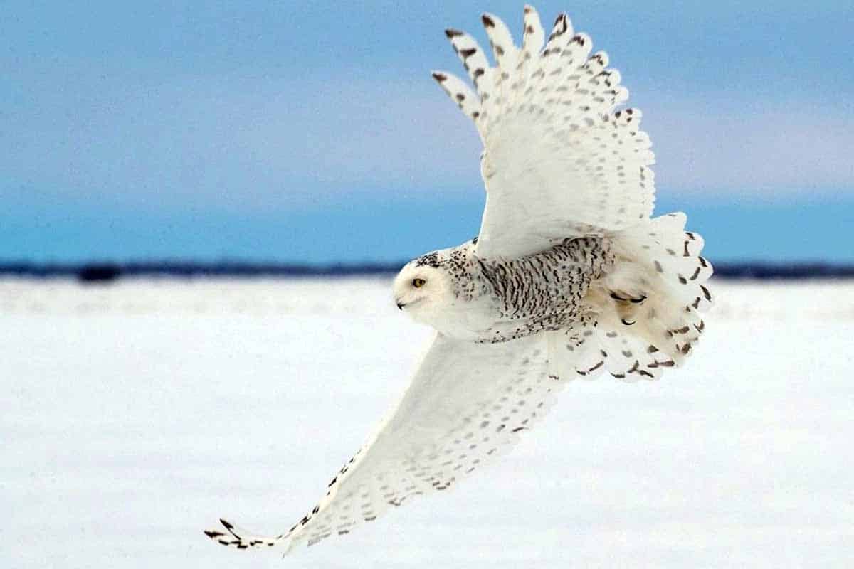 Búho nival ya es especie protegida global