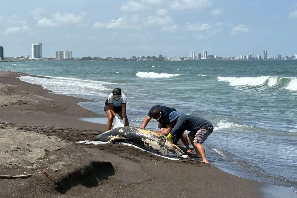 Derrame en Veracruz investigan causas con grupo especial federal Derrame en Veracruz: investigan causas con grupo especial federal