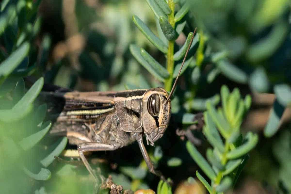 Grillos y el significado de su presencia en tu hogar