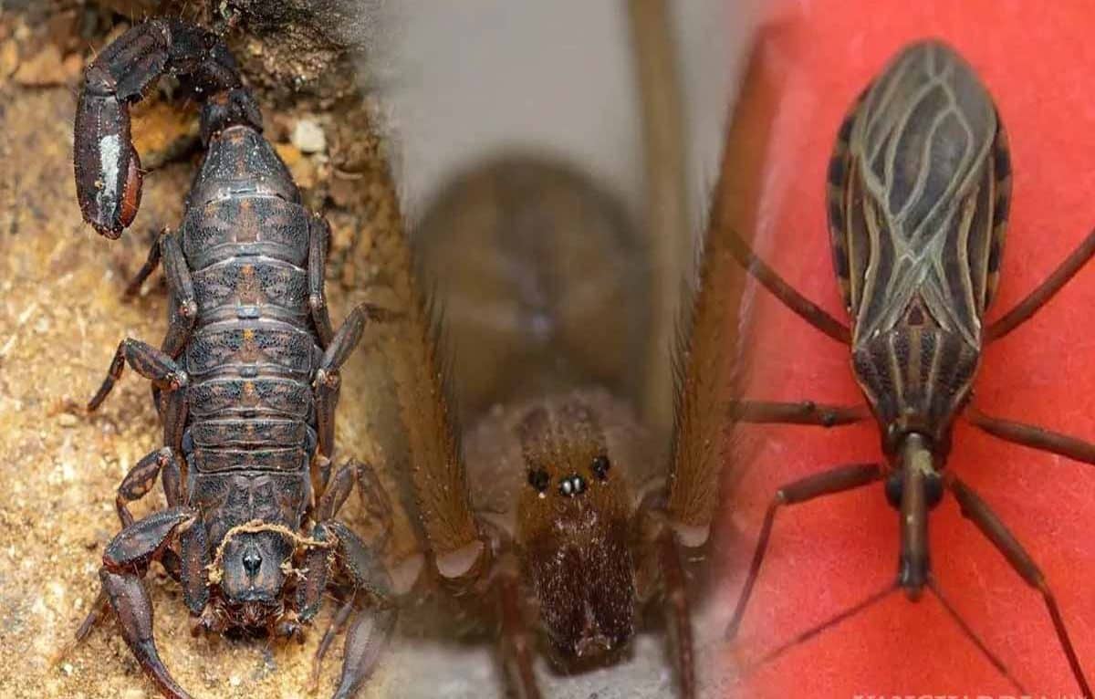 Insectos que pueden invadir tu casa en temporada de calor