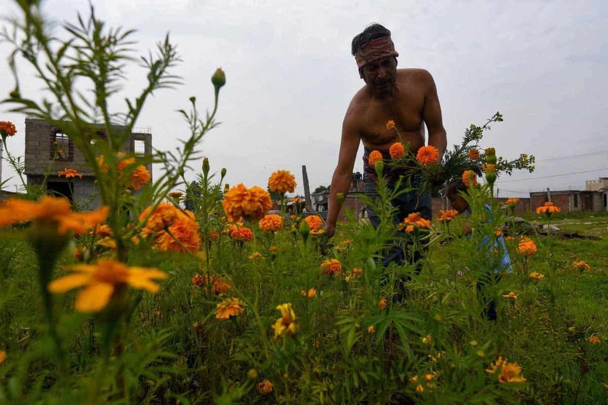 Plantas silvestres que aún se comen en México