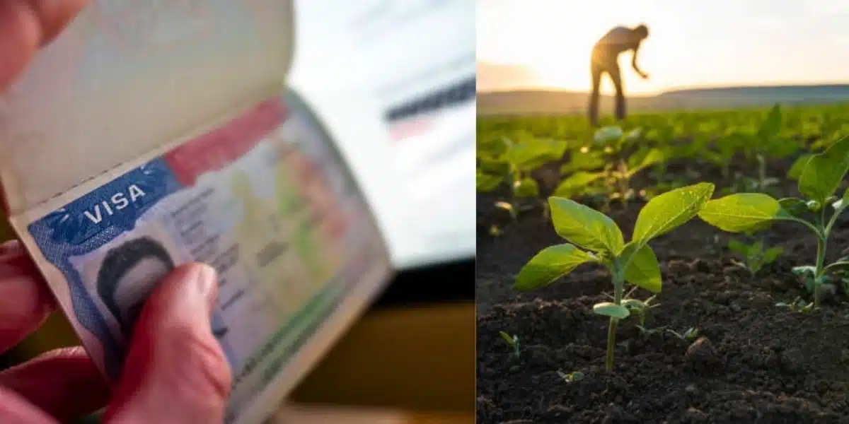 Visa H-2A: la solución de Trump ante la escasez de trabajadores