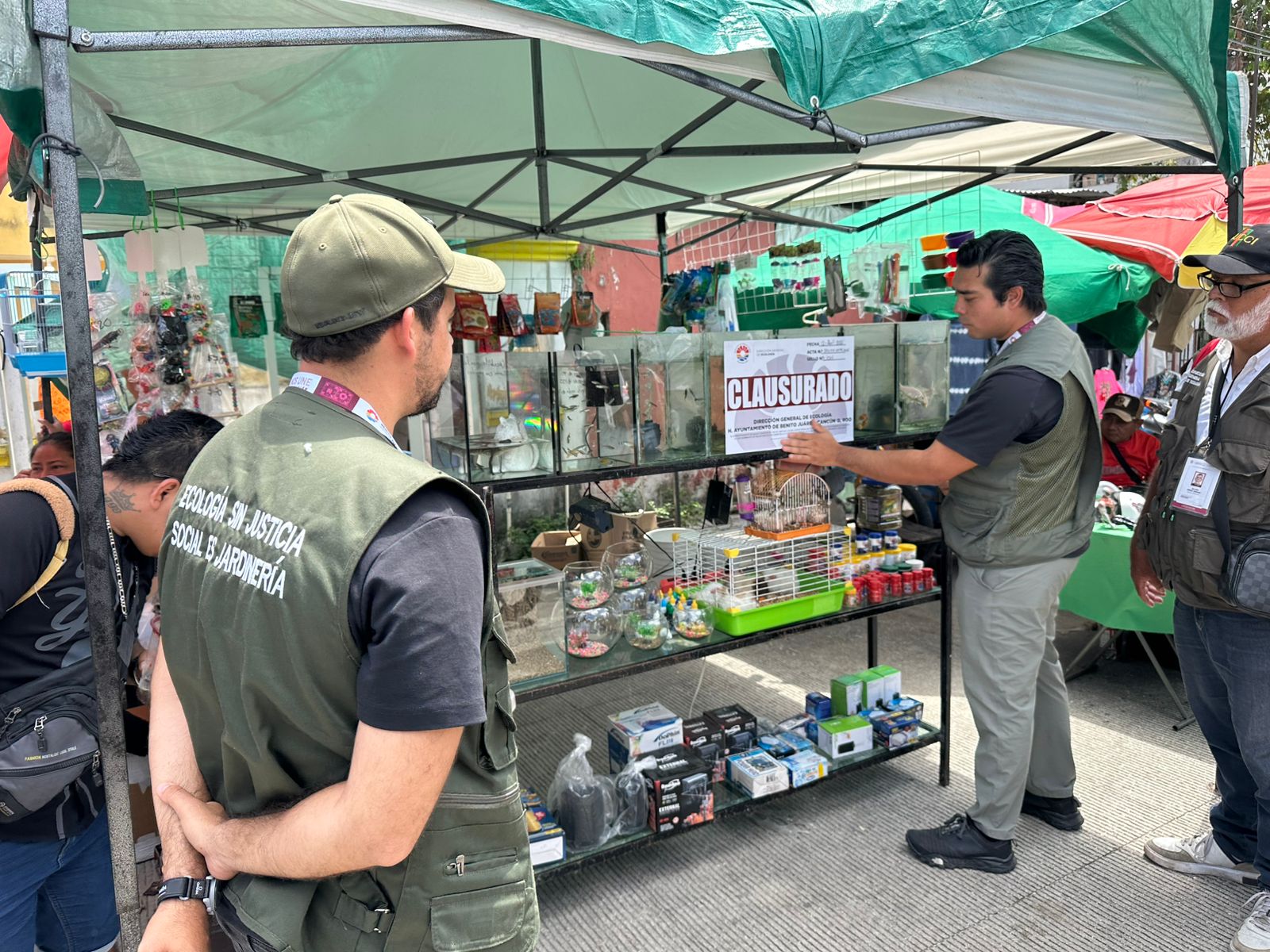 Aseguran fauna exótica en tianguis de Cancún