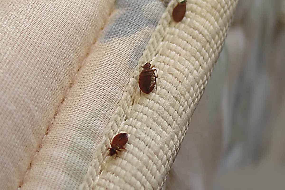 Chinches en tu cama: señales clave para evitar infestación