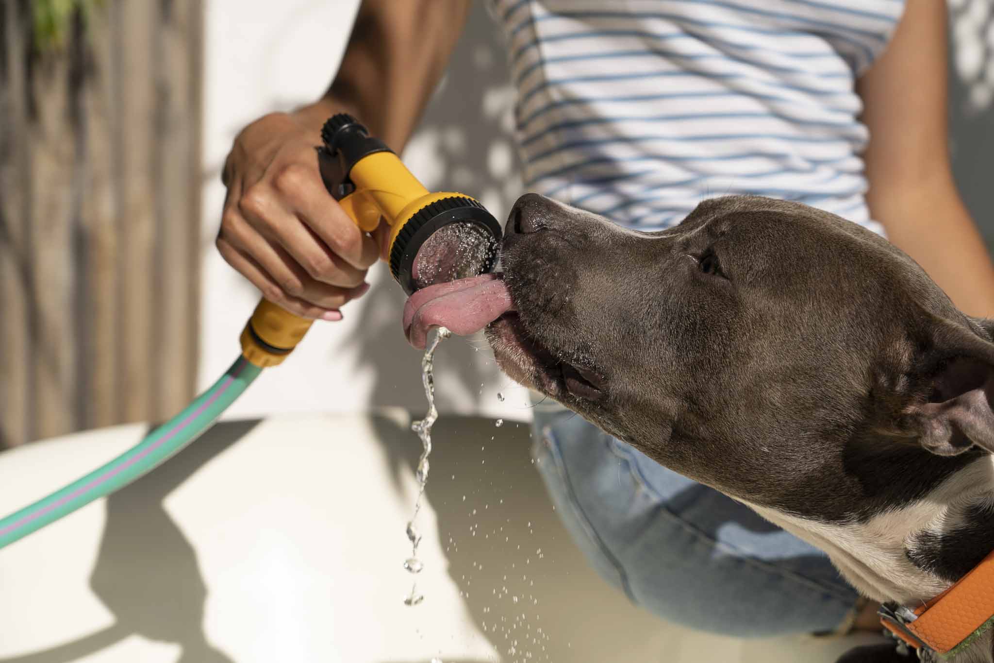 Golpe de calor en perros: Estas razas sufren más con altas temperaturas
