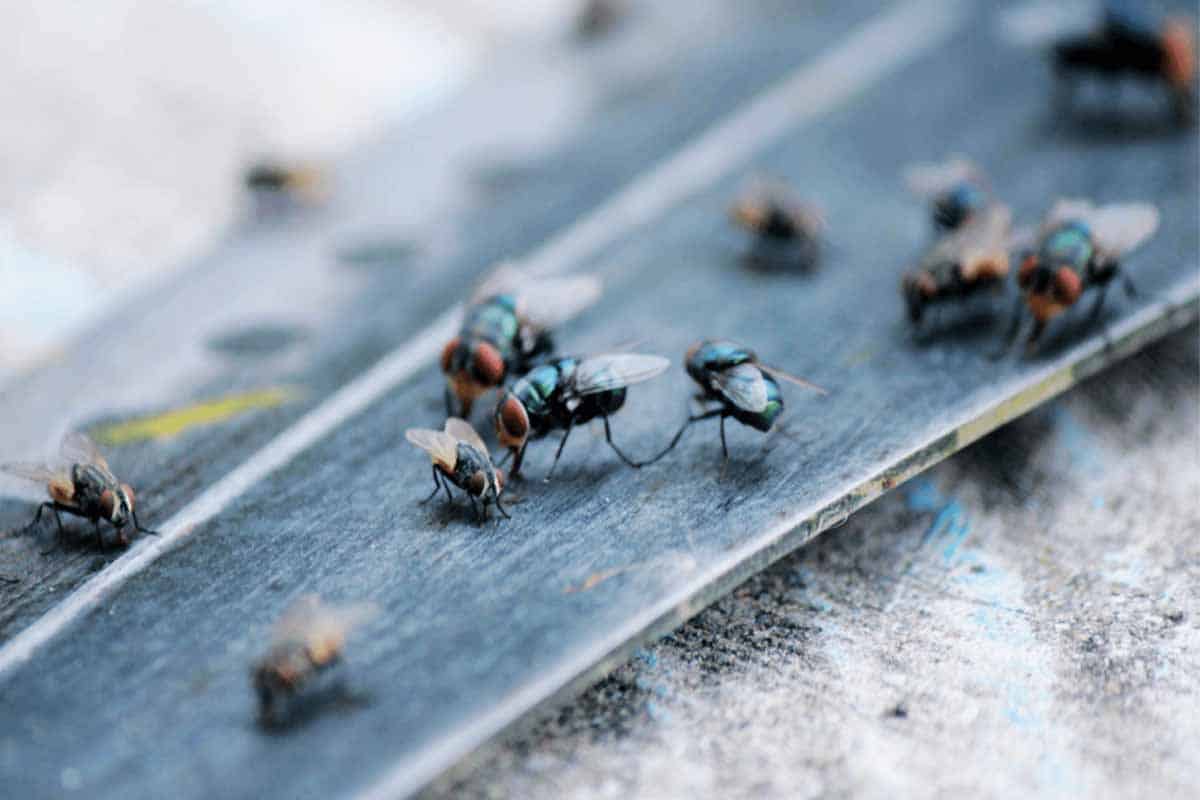 Moscas en tu hogar: causas y señales que debes conocer