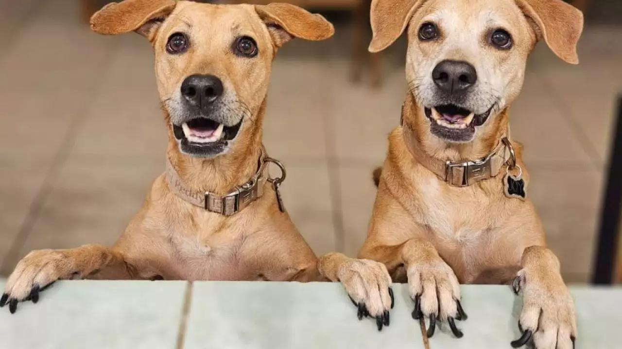Perro Caramelo: El mestizo que ahora es símbolo mexicano