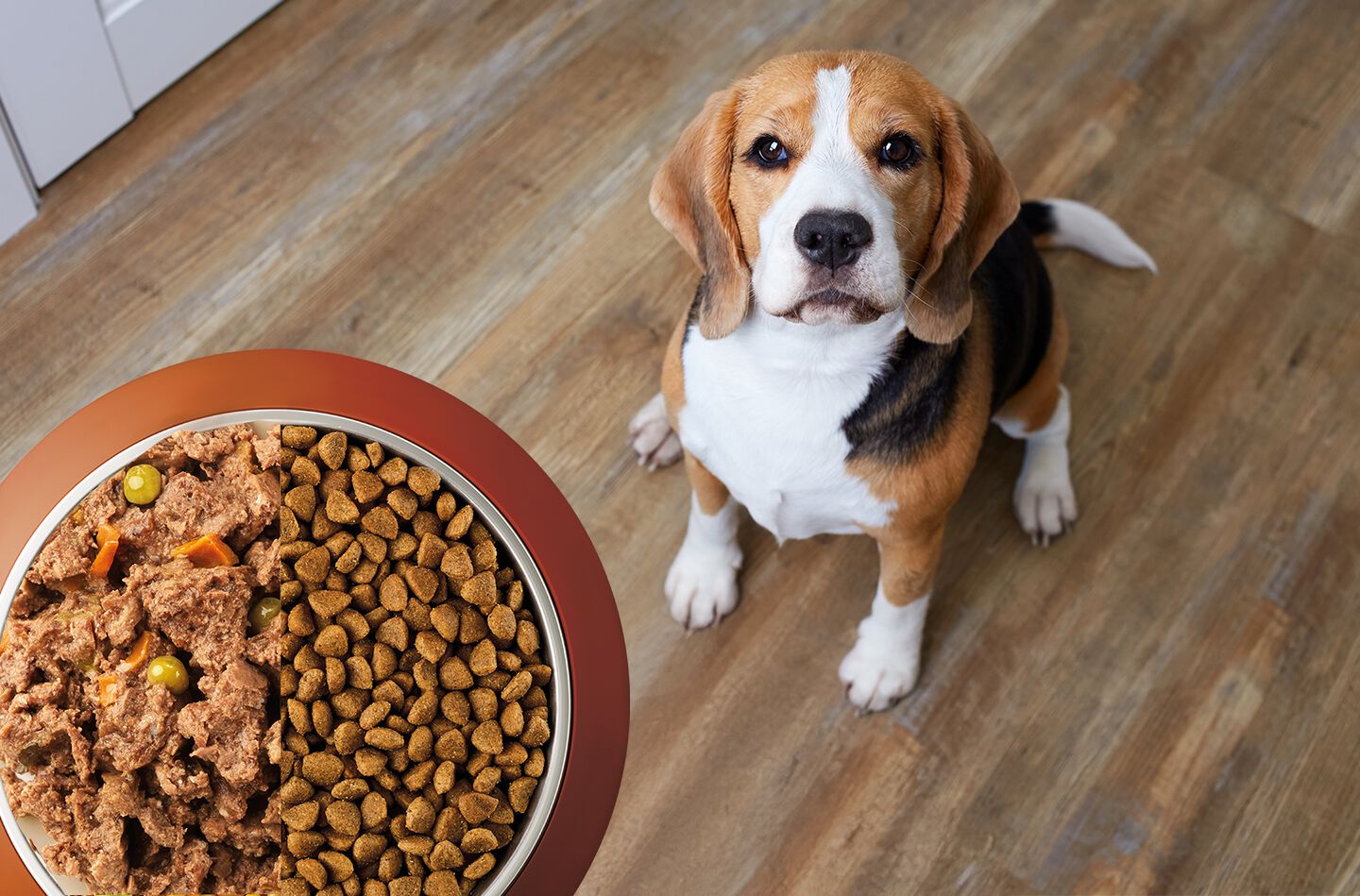 Retiro alimento para perro- FDA alerta por niveles de vitamina D