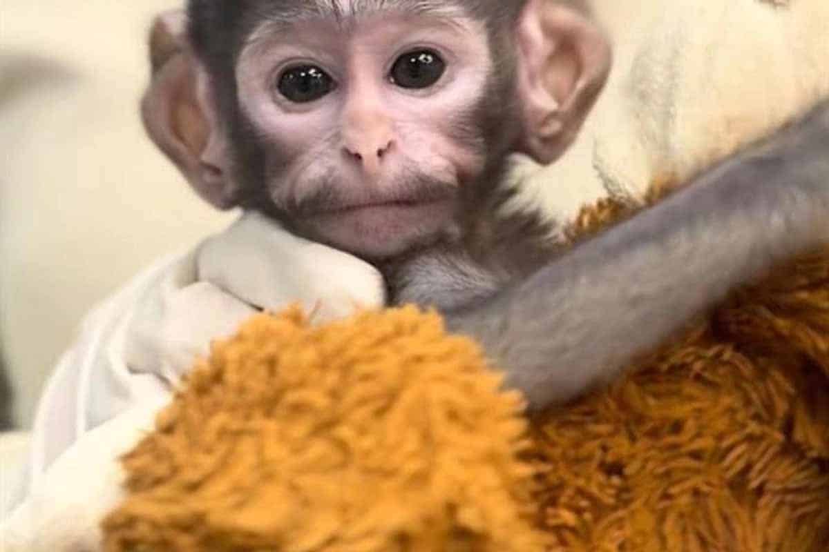 Yuji el mono que se volvió viral en Guadalajara Yuji, el mono que se volvió viral en Guadalajara