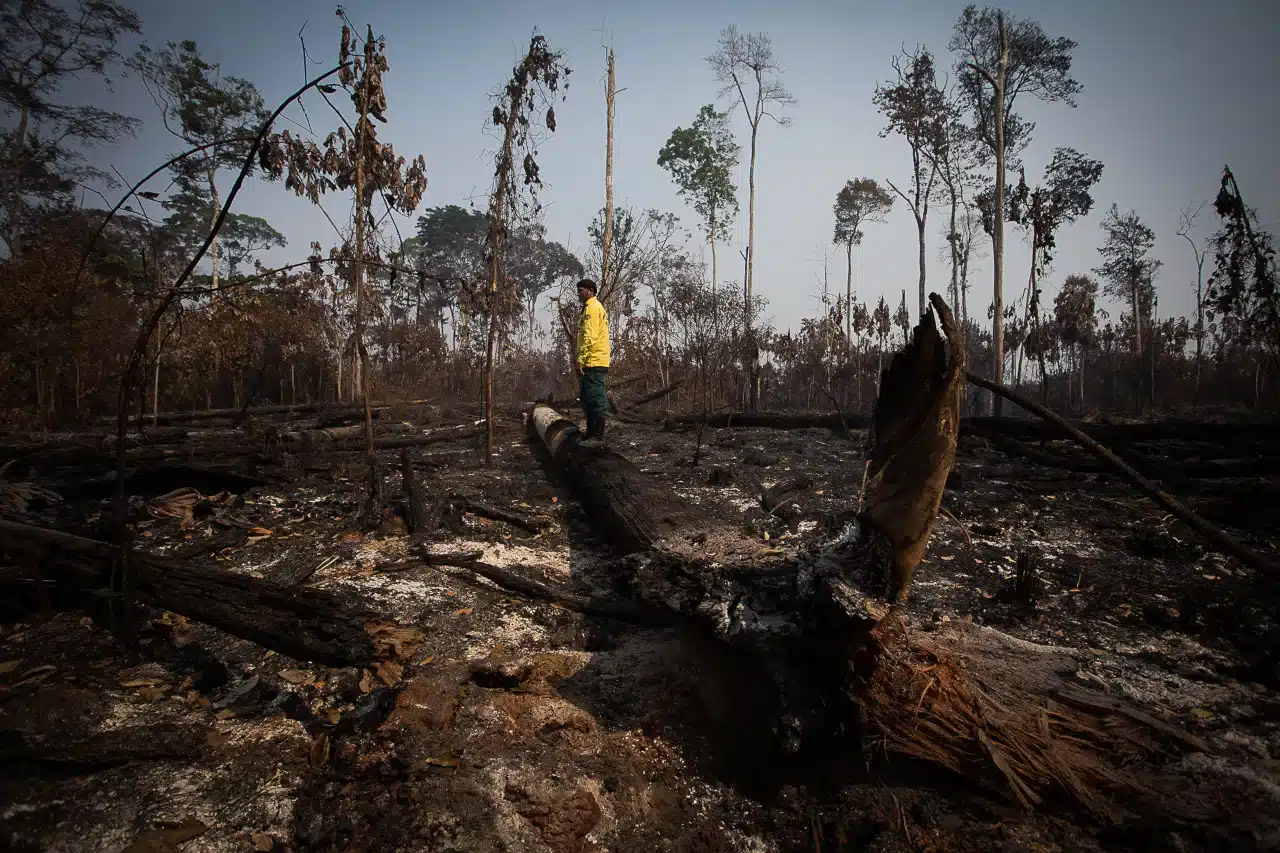 deforestación de la Amazonía actualmente