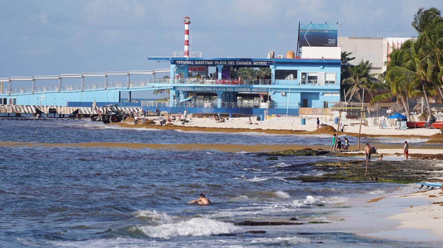 Sargazo cubre 50% de playas del sur de Quintana Roo
