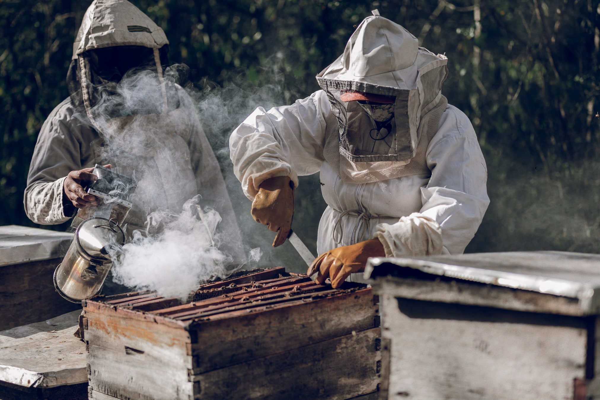 Yucatán lidera producción apícola nacional