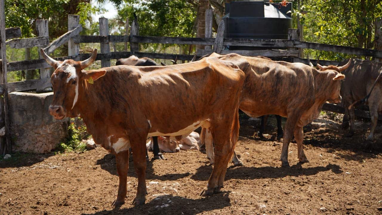 Impulsan inseminación artificial ganadera en Yucatán Impulsan inseminación artificial ganadera en Yucatán