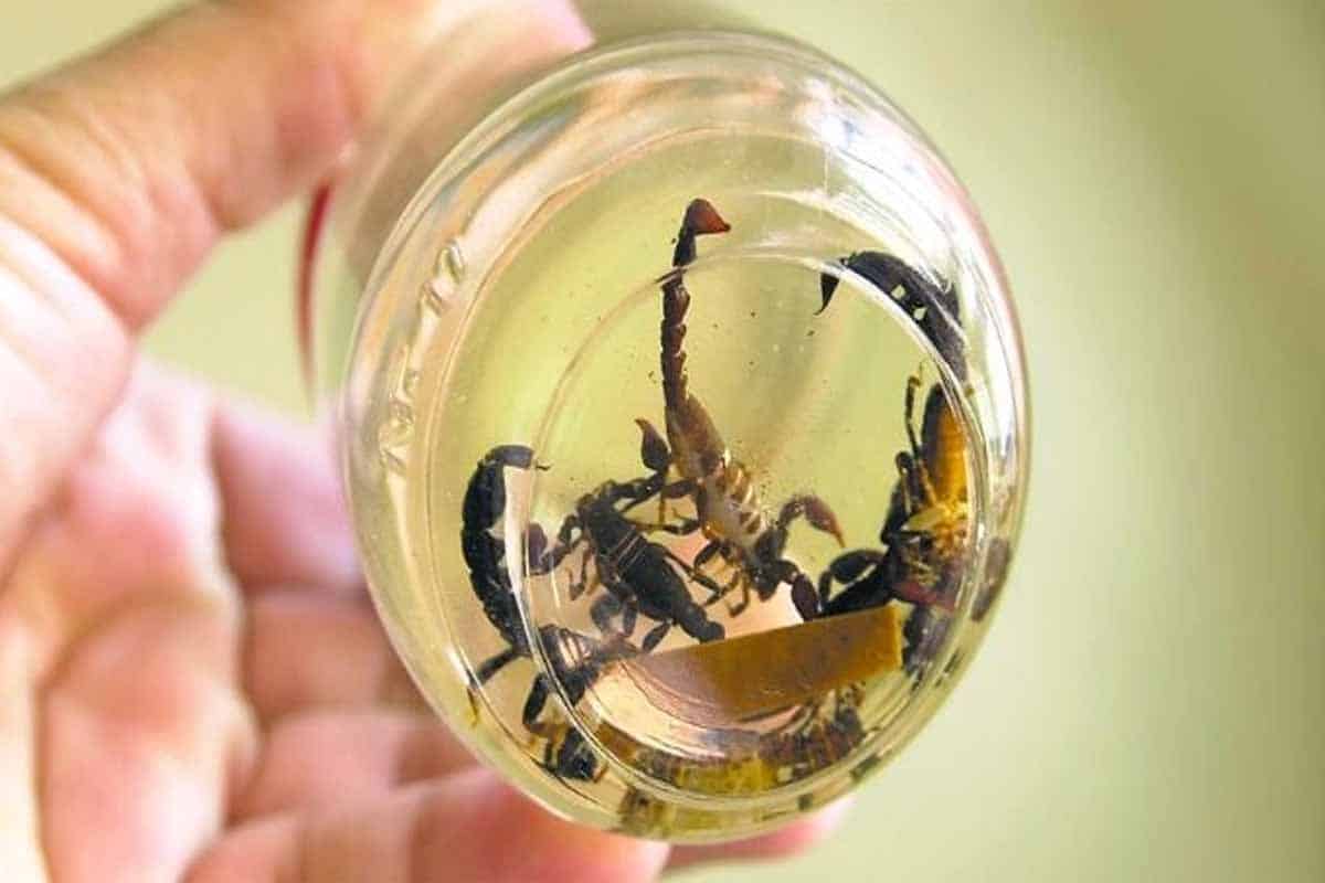 Antibióticos mexicanos con veneno de alacrán y habanero