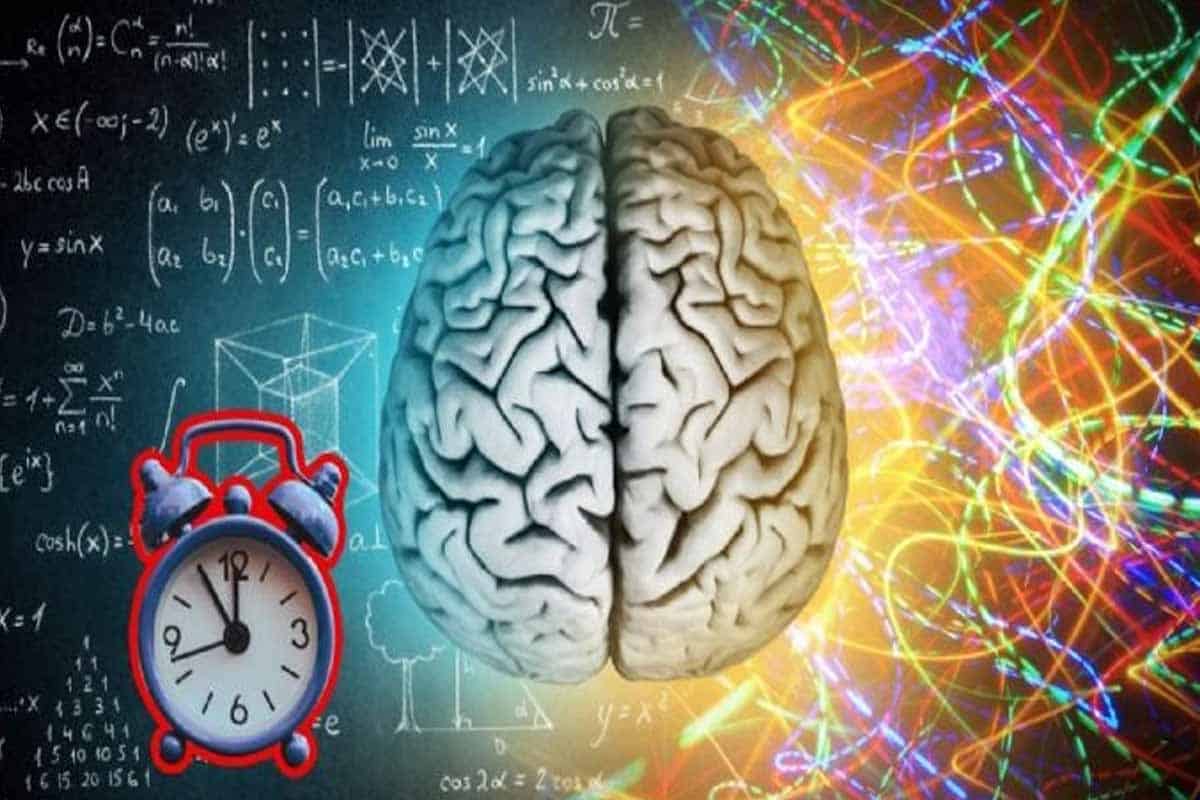 Cerebro y sus cinco etapas clave explicada