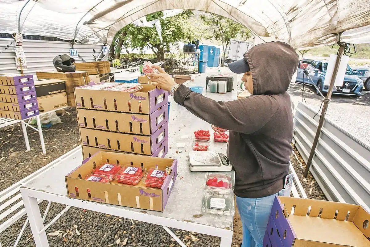 Exportaciones agroalimentarias crecen, pero frenan retos logísticos