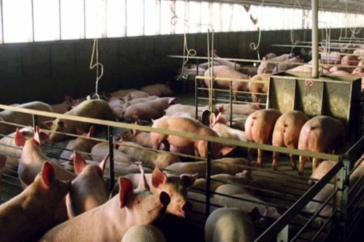 Megagranja porcícola en Yucatán cierra tras sanción ambiental