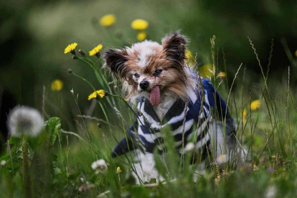 Perro muere a los 30 años y sorprende al mundo Perro muere a los 30 años y sorprende al mundo